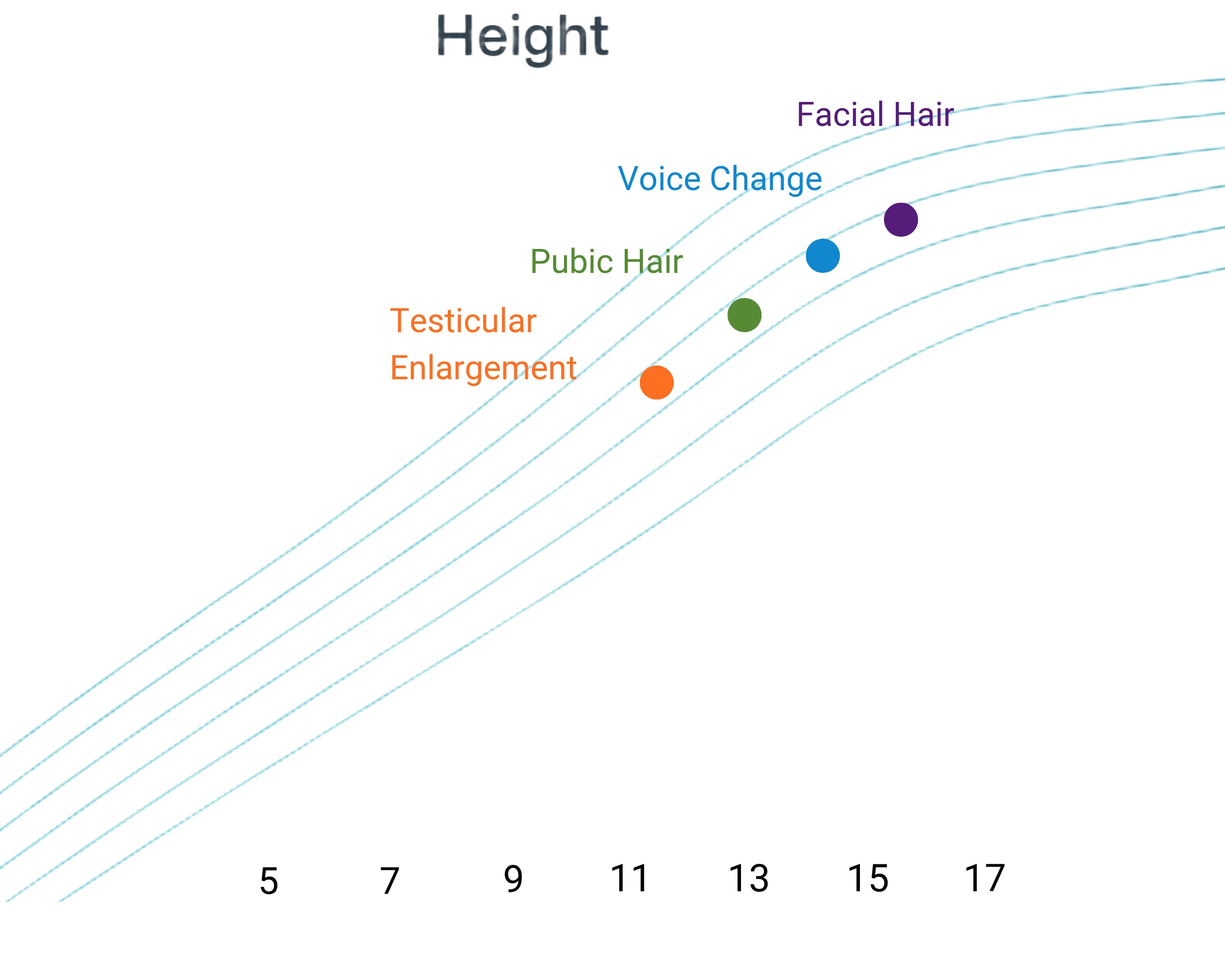Average boysâ€™ height curve showing puberty milestones â€” testicular enlargement, pubic hair, voice change, and facial hair.