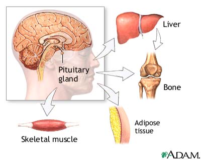 Illustration showing growth hormone effects on bones and muscles