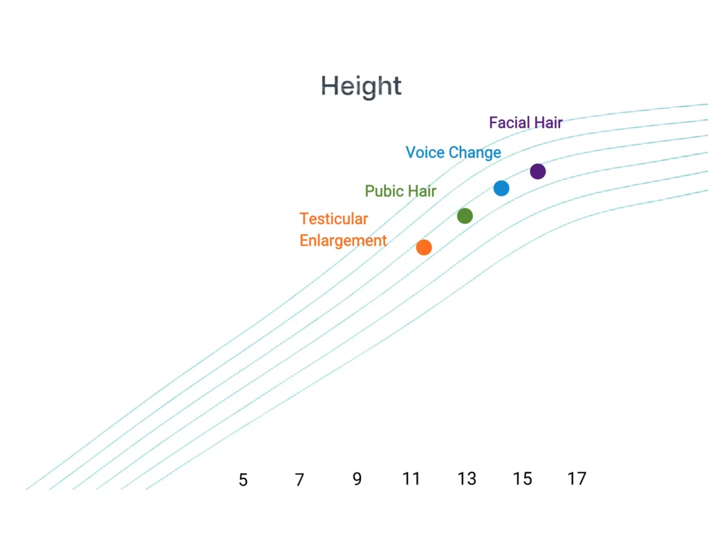 A height growth chart for boys showing the timing of puberty milestones including testicular enlargement, pubic hair, voice change, and facial hair overlaid on height percentile curves.