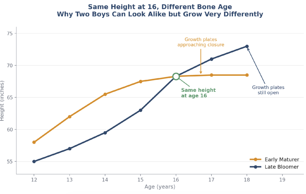 Growth chart comparing an early maturing boy and a late blooming boy who reach the same height at 16.