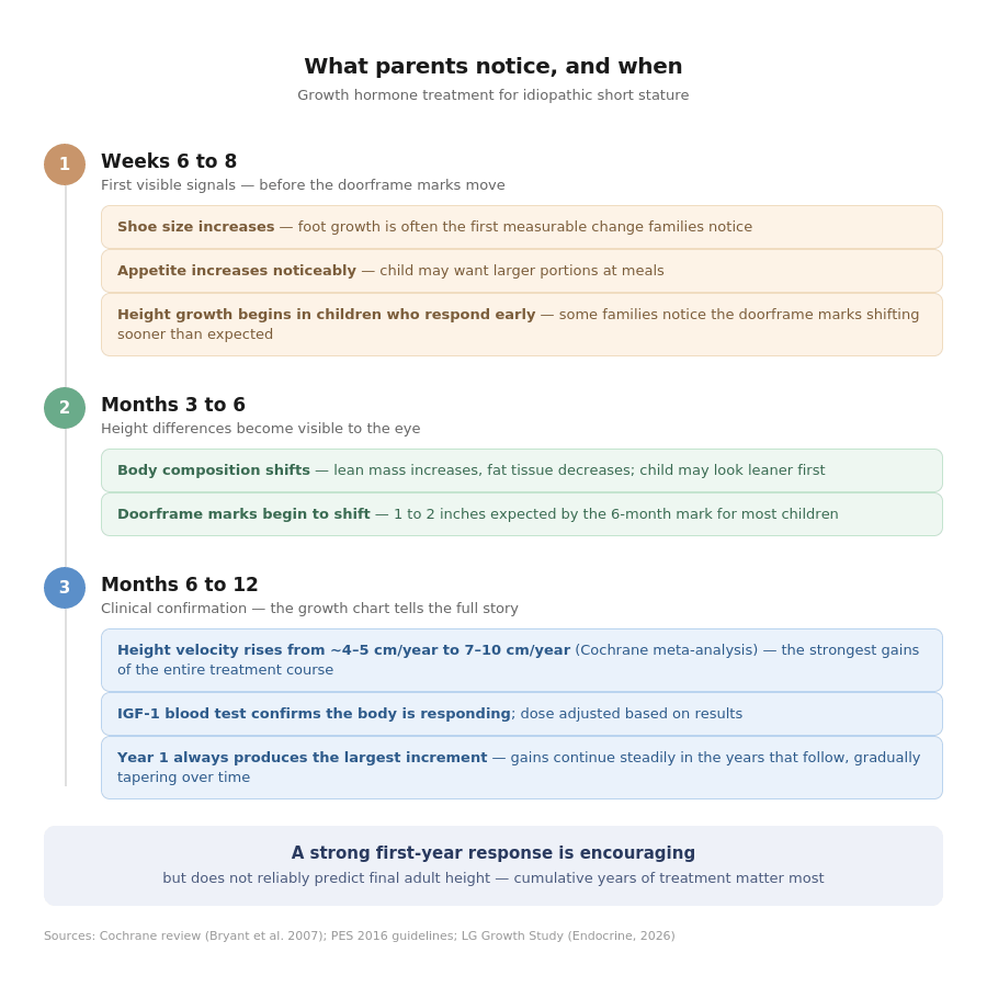 Timeline infographic showing what parents notice month by month during growth hormone treatment for idiopathic short stature. Phase 1 weeks 6 to 8: shoe size increases, appetite increases, and height growth begins in children who respond early. Phase 2 months 3 to 6: body composition shifts and doorframe marks begin to shift with 1 to 2 inches expected by the 6-month mark. Phase 3 months 6 to 12: height velocity rises from 4 to 5 cm per year to 7 to 10 cm per year, IGF-1 blood test confirms the body is responding, and year 1 always produces the largest increment with gains continuing steadily and gradually tapering over time. A strong first-year response is encouraging but does not reliably predict final adult height.