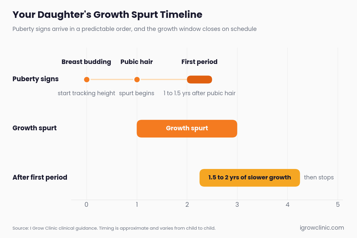 Timeline of a girl's growth spurt, from breast budding and pubic hair to her first period and the slower growth after