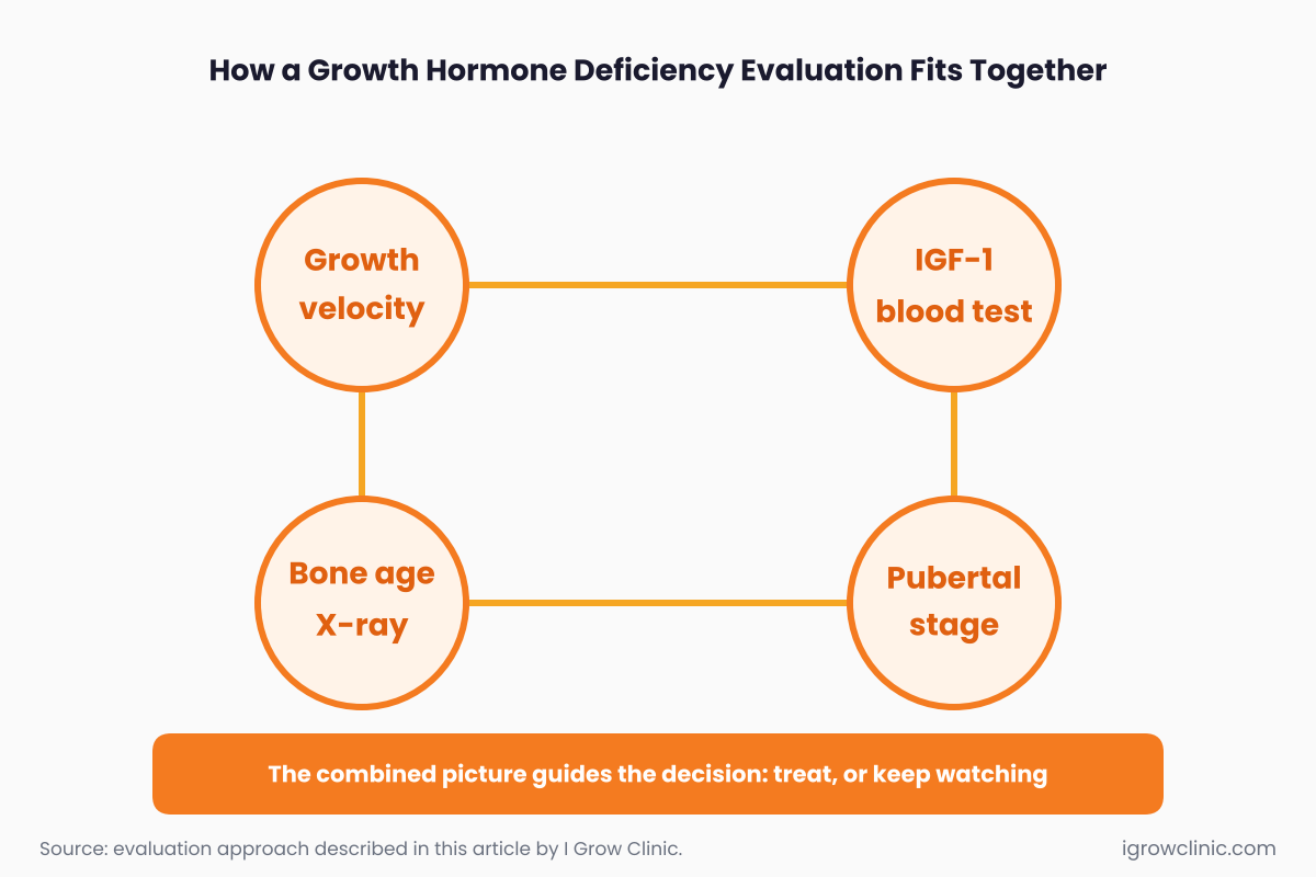 Diagram of growth velocity, IGF-1, bone age, and pubertal stage connected in a growth hormone deficiency evaluation